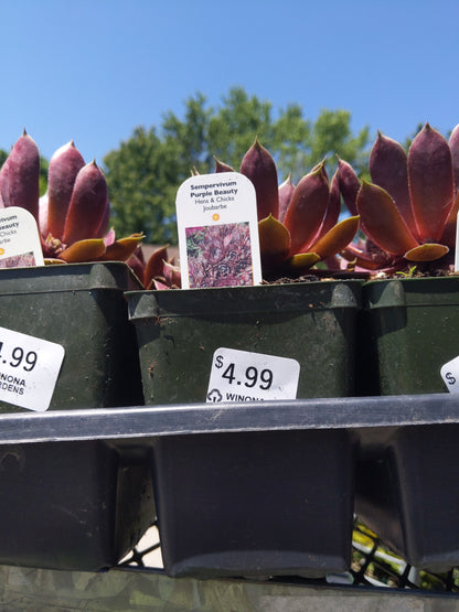 4" Hens and Chicks (Sempervivum)