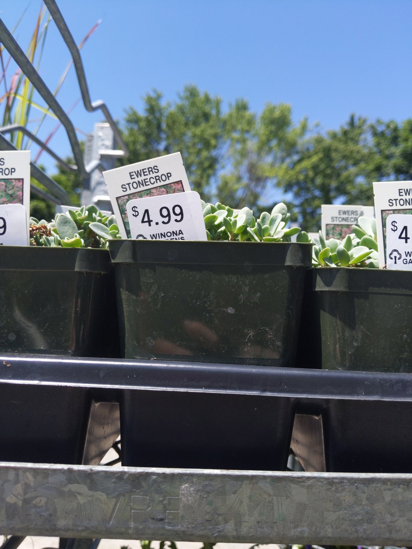 4" Sedum (Stonecrop)