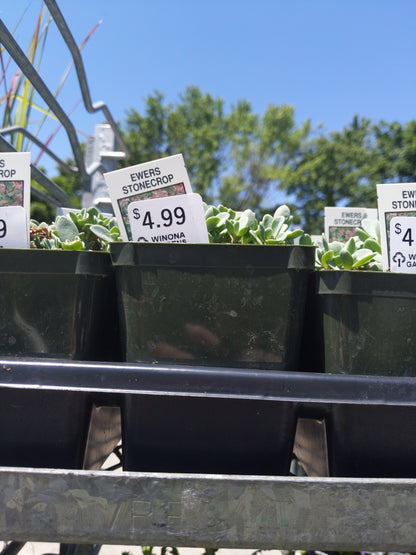 4" Sedum (Stonecrop)