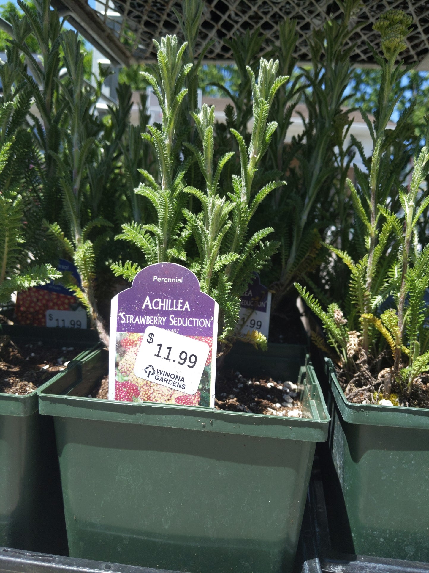1 Gal Yarrow (Achillea)
