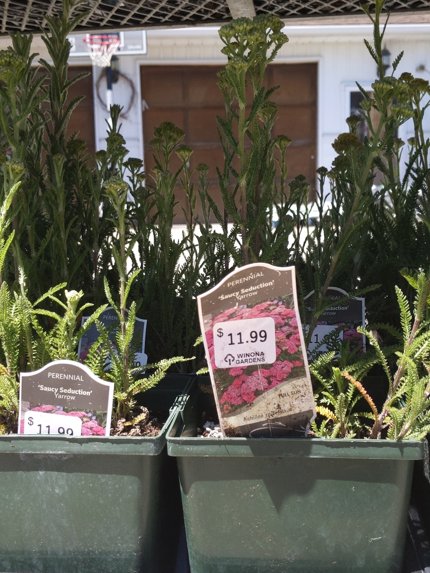 1 Gal Yarrow (Achillea)