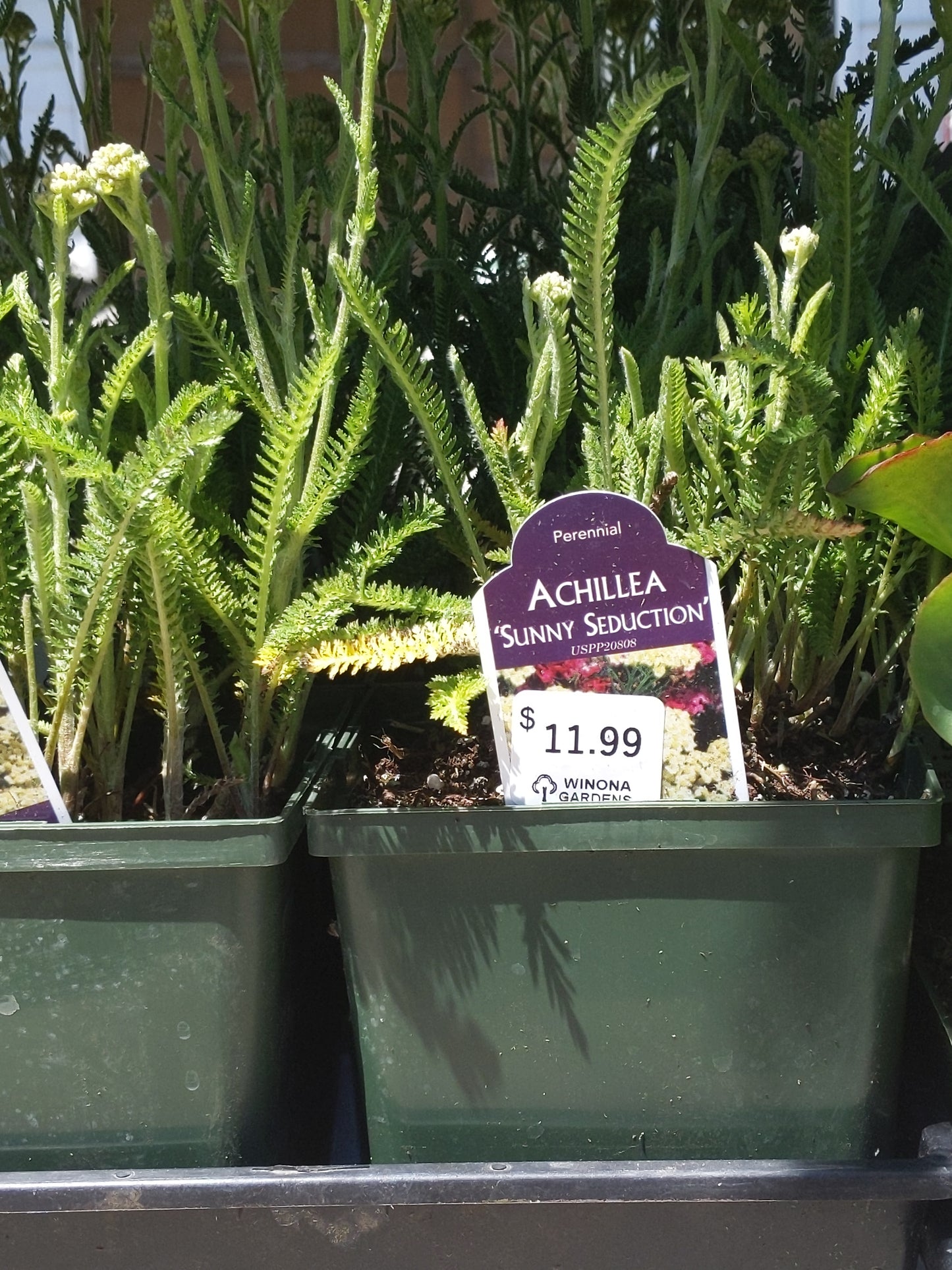 1 Gal Yarrow (Achillea)