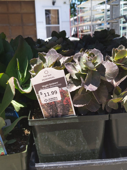1 Gal Sedum/Stonecrop