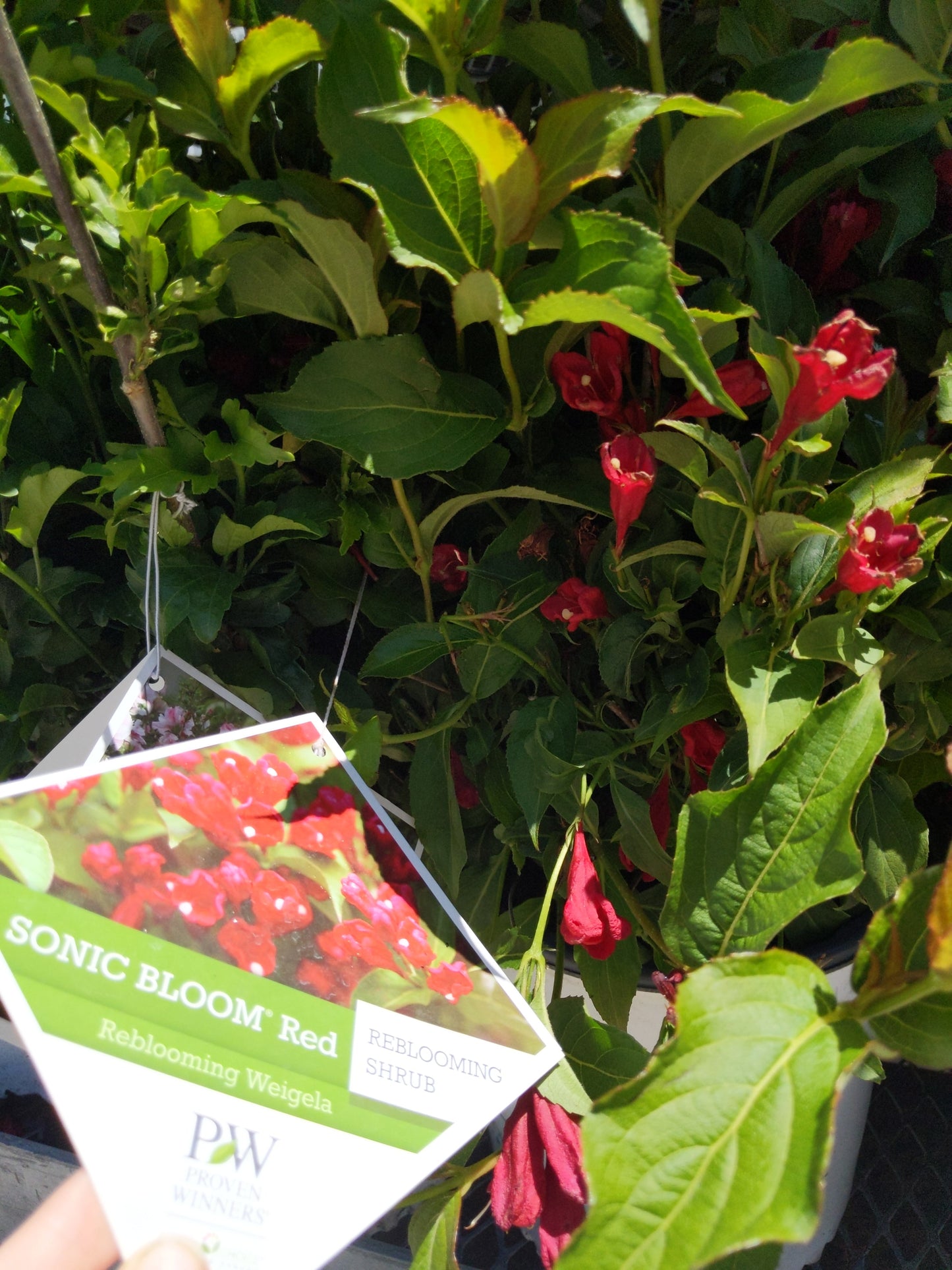 Sonic Bloom Weigela