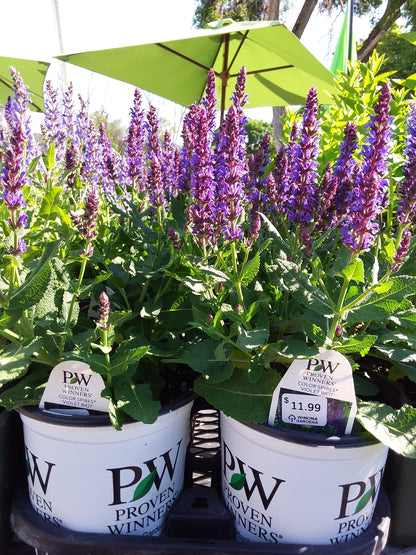 1 Gal Perennial Sage (Salvia)
