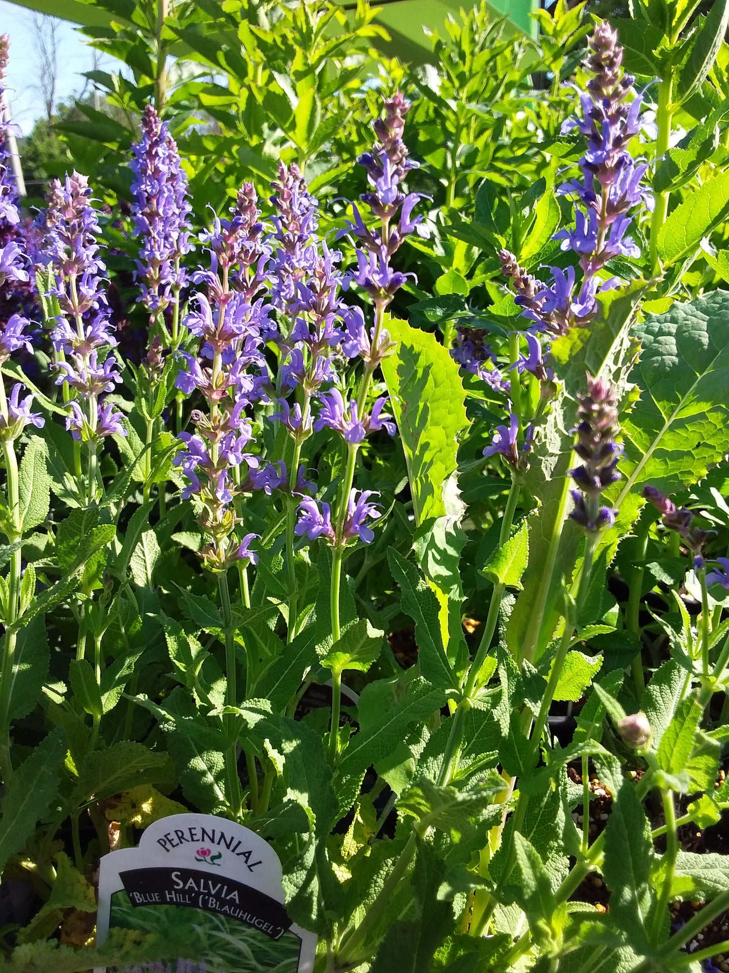 1 Gal Perennial Sage (Salvia)