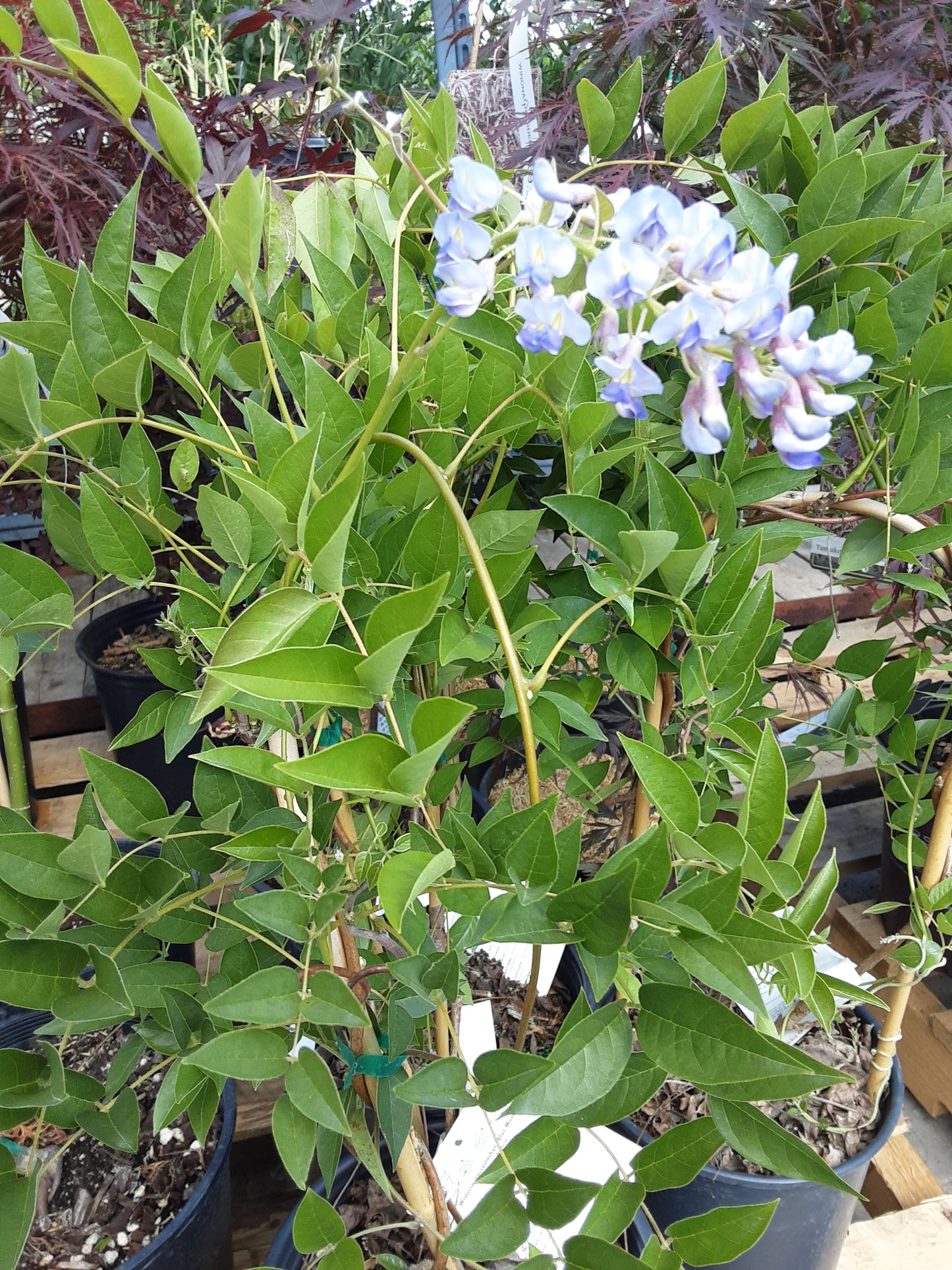 2 Gal Blue Moon Wisteria