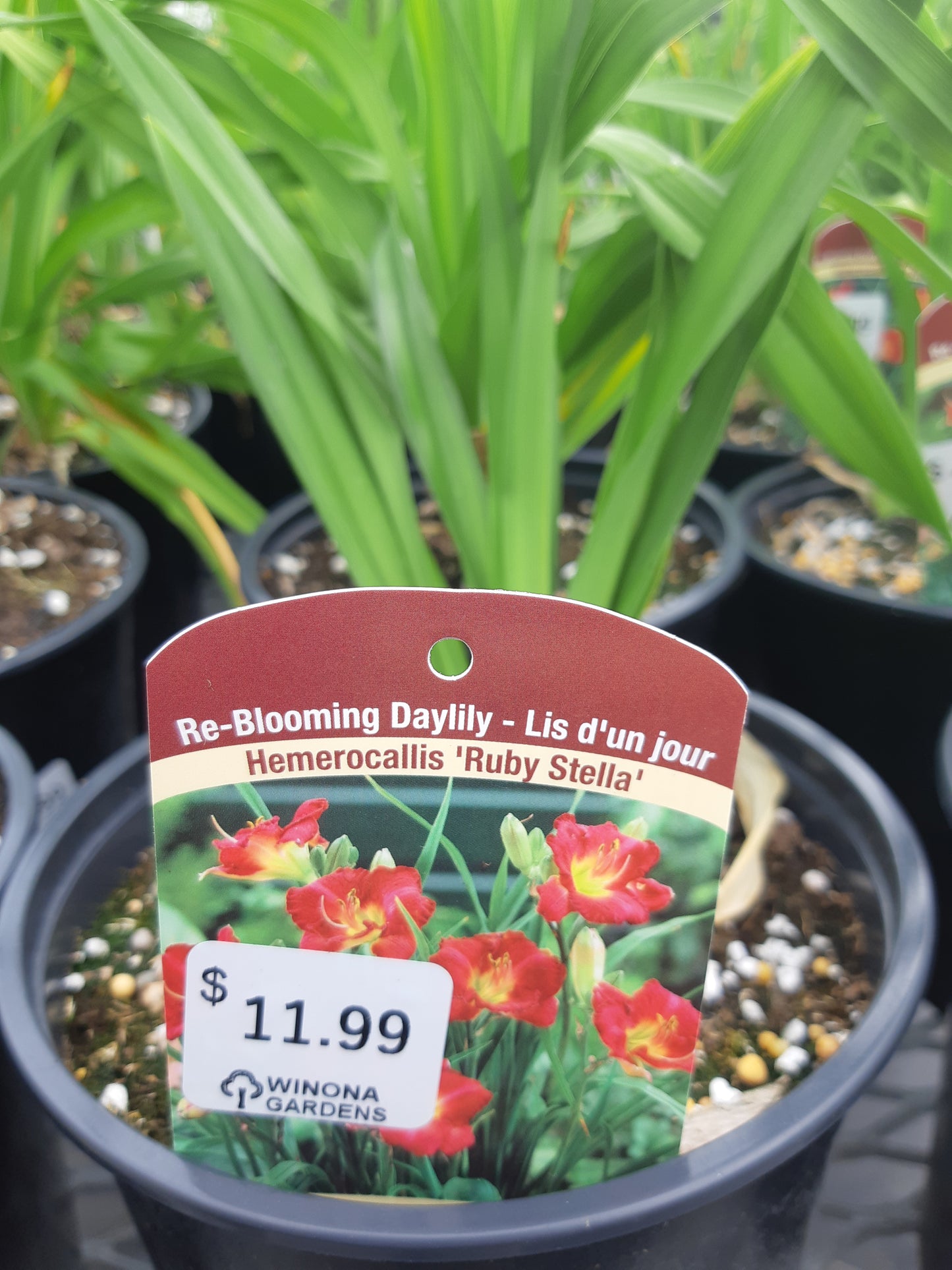 1 Gal Daylily (Hemerocallis)