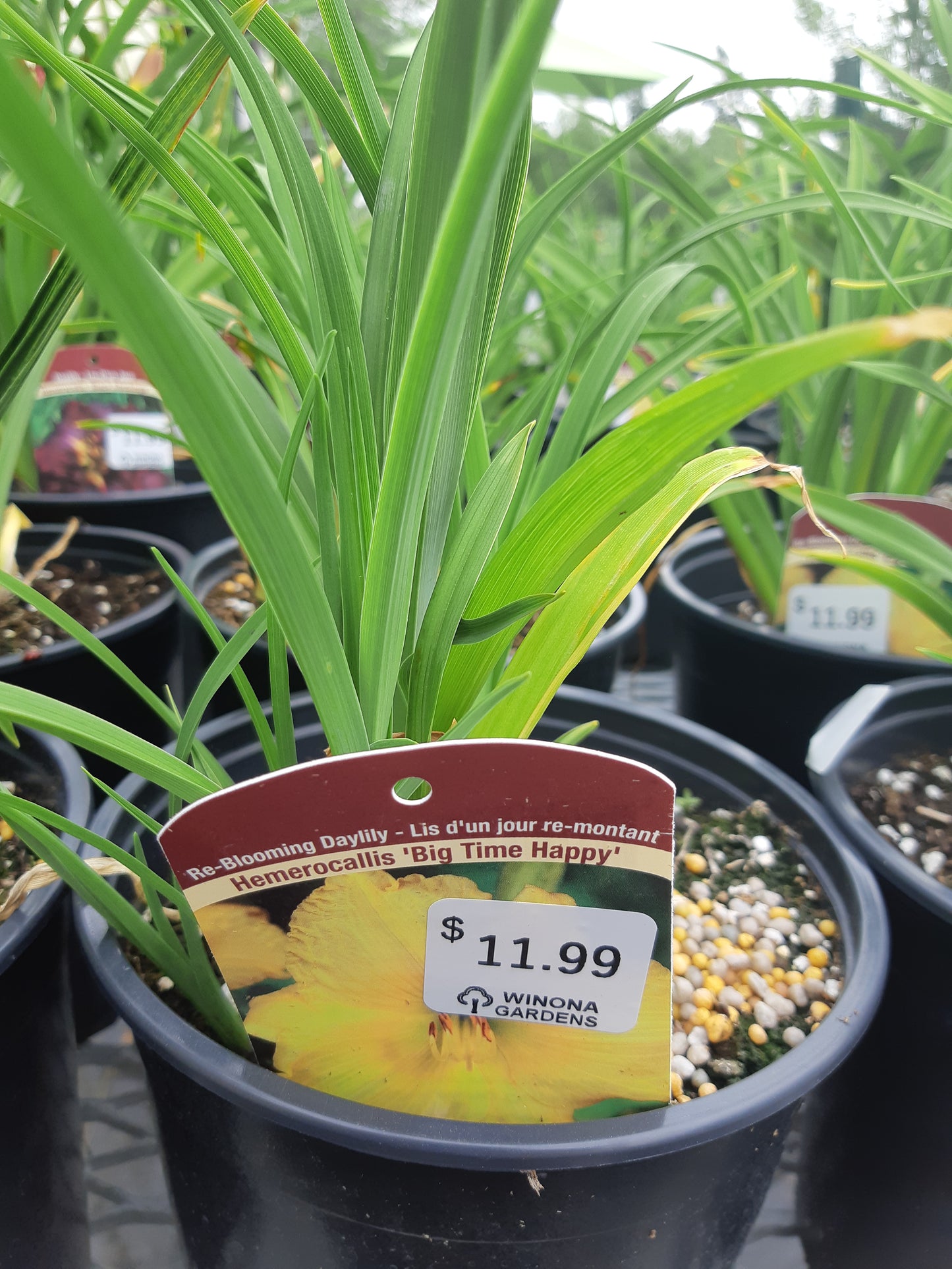 1 Gal Daylily (Hemerocallis)