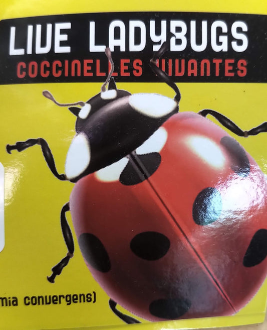 Live Ladybugs (Hippodamia Convergens)