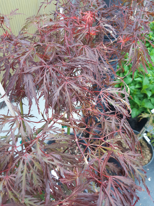 Japanese Maple Crimson Queen