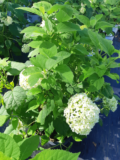 Annabelle Hydrangea