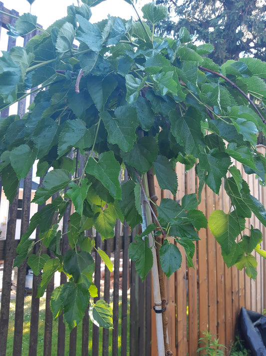 Weeping Mulberry Tree