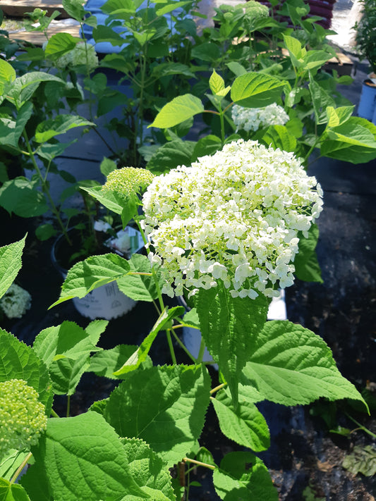 Incrediball Hydrangea - Proven Winners