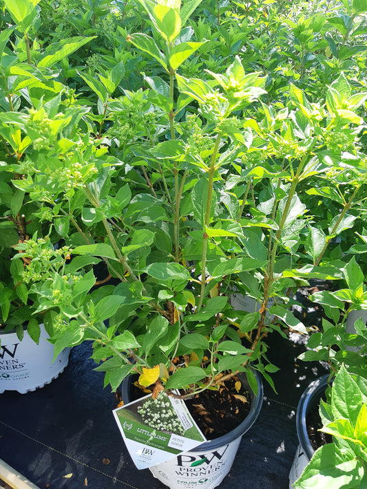 Little Lime Hydrangea