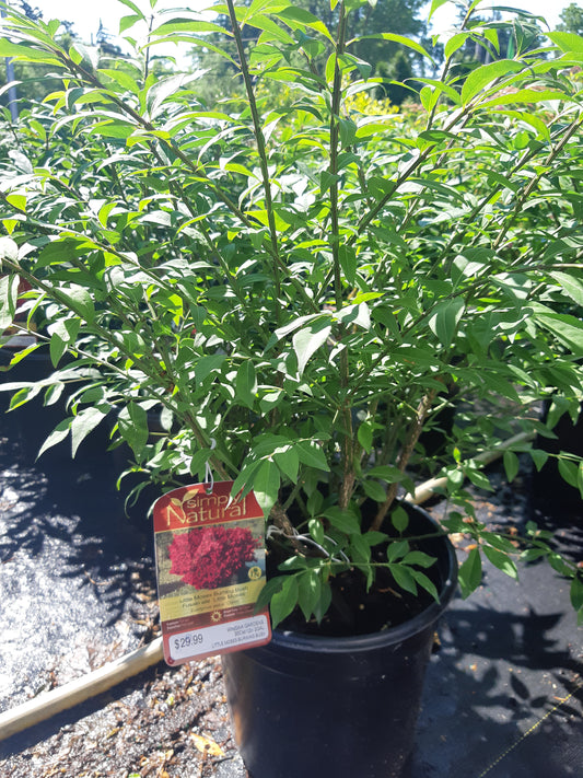 Little Moses Burning Bush 2 gal