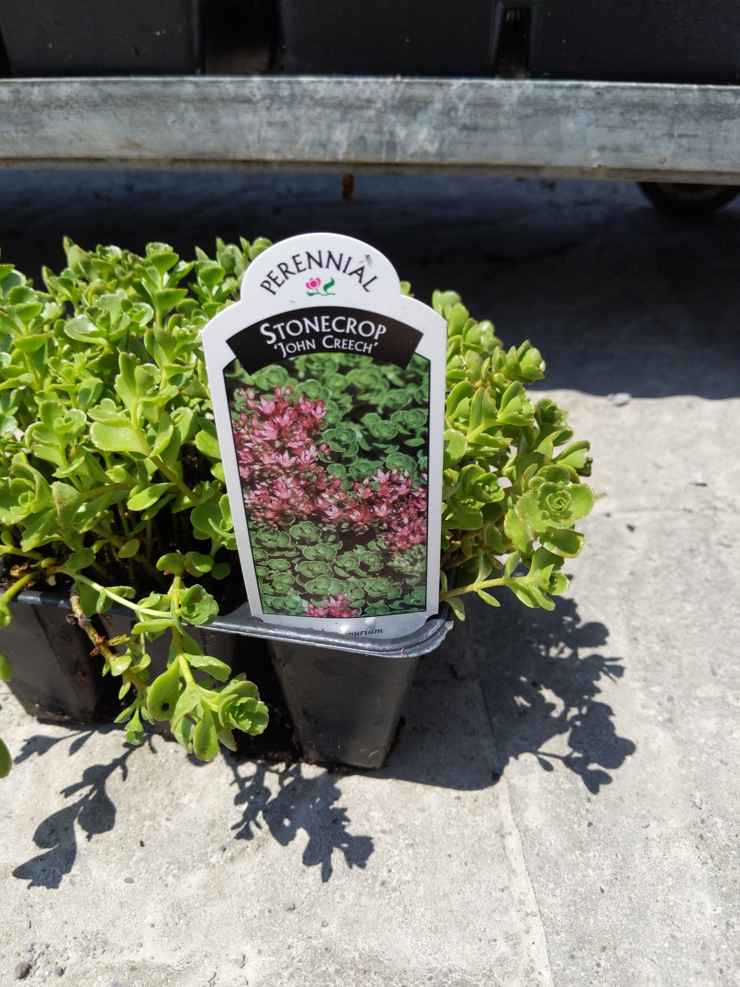 6 pack Sedum (Stonecrop)