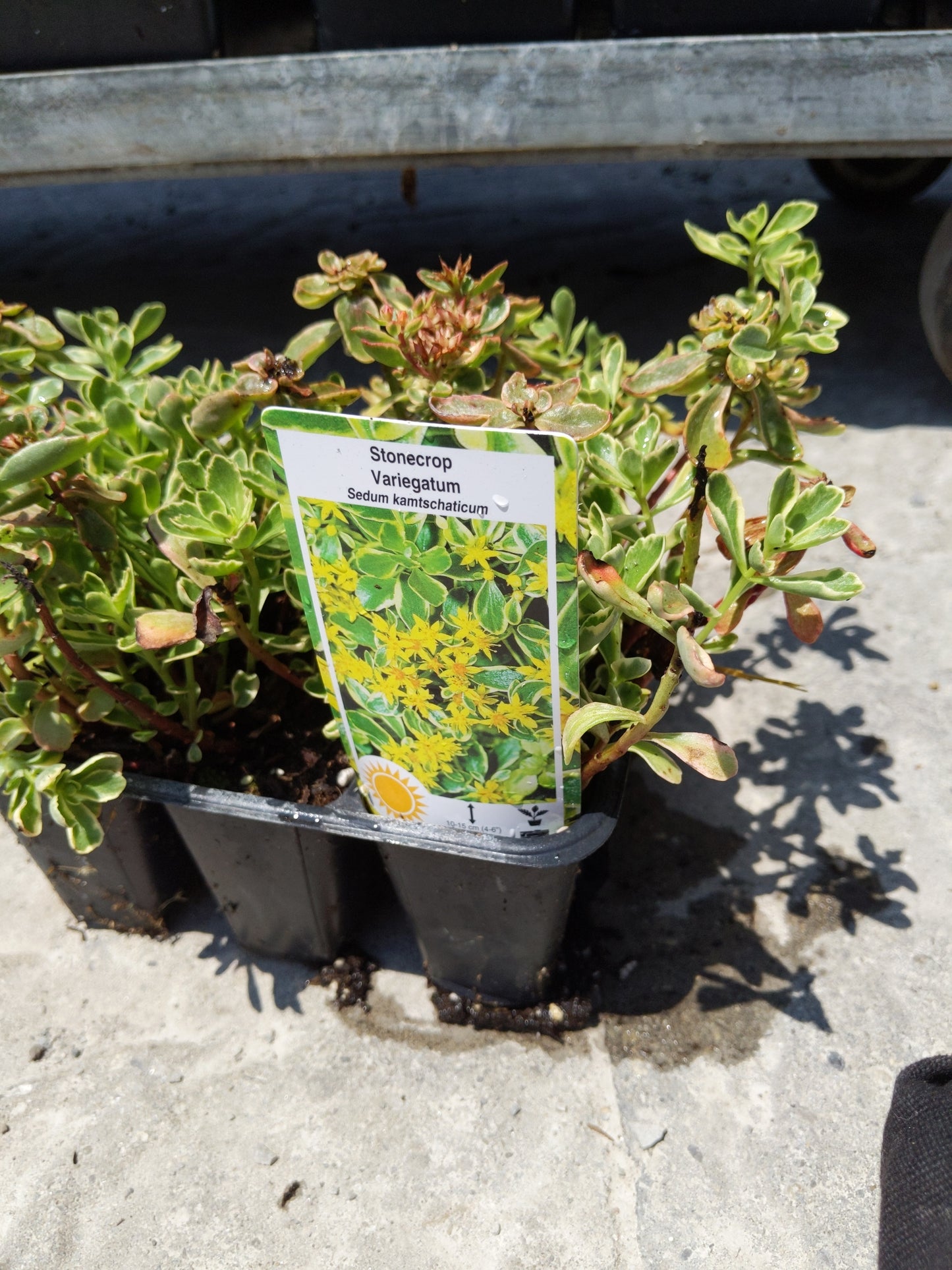 6 pack Sedum (Stonecrop)