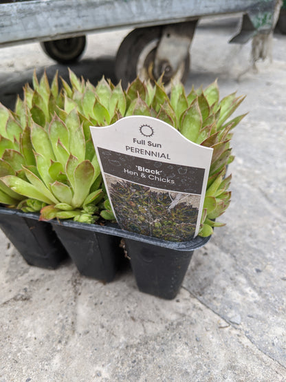 6 pack flat - Hens and Chicks (Sempervivum)