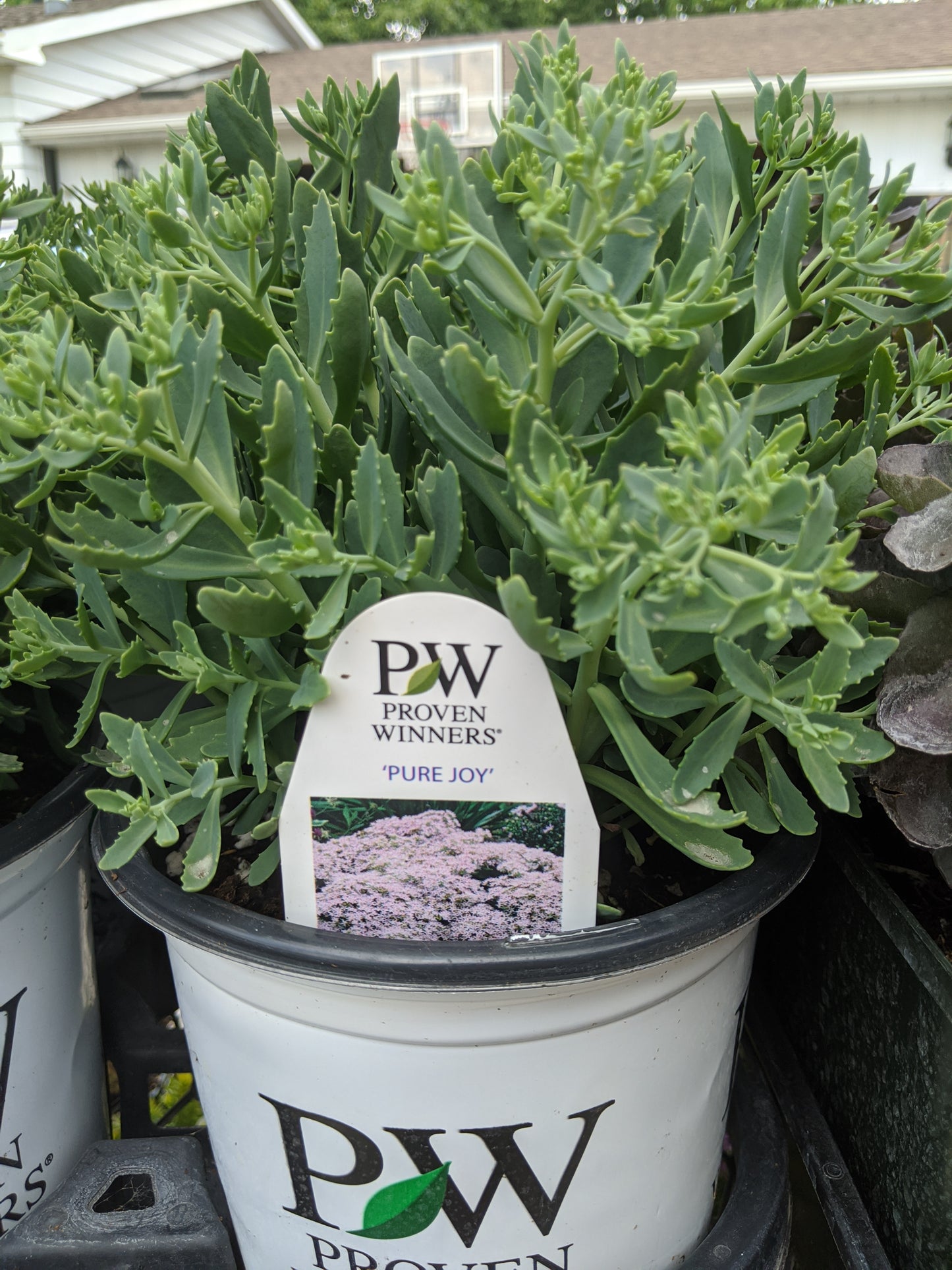 1 Gal Sedum/Stonecrop