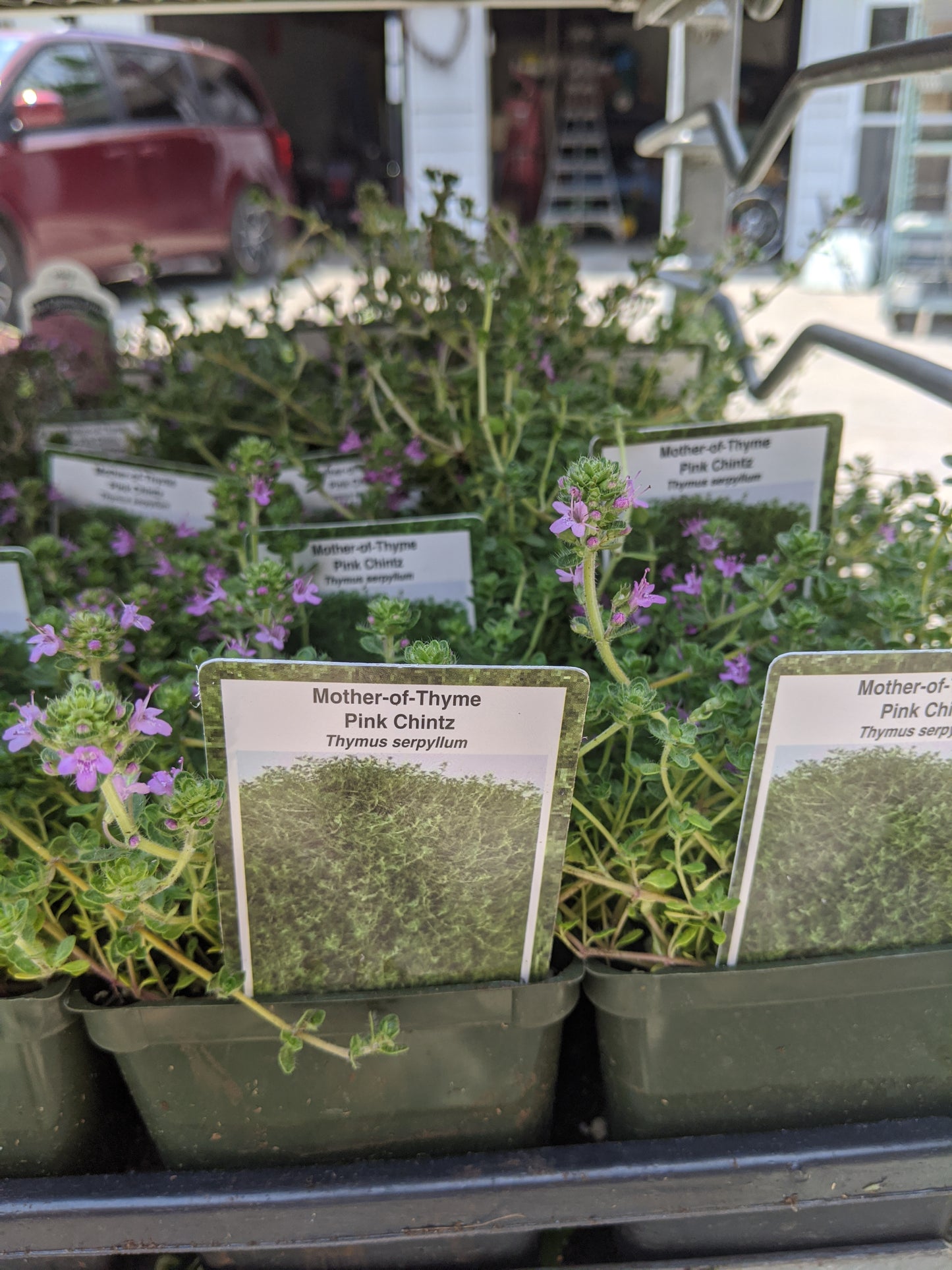 4" Thyme (Perennial)