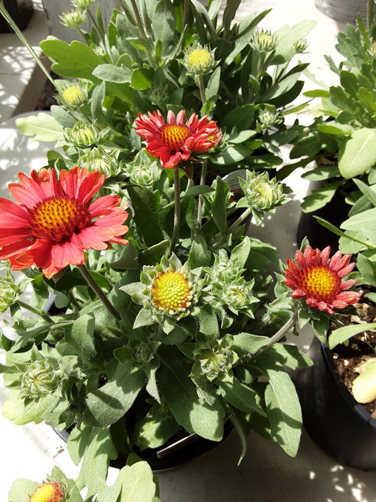 1 Gal Blanket Flower 'Gaillardia'