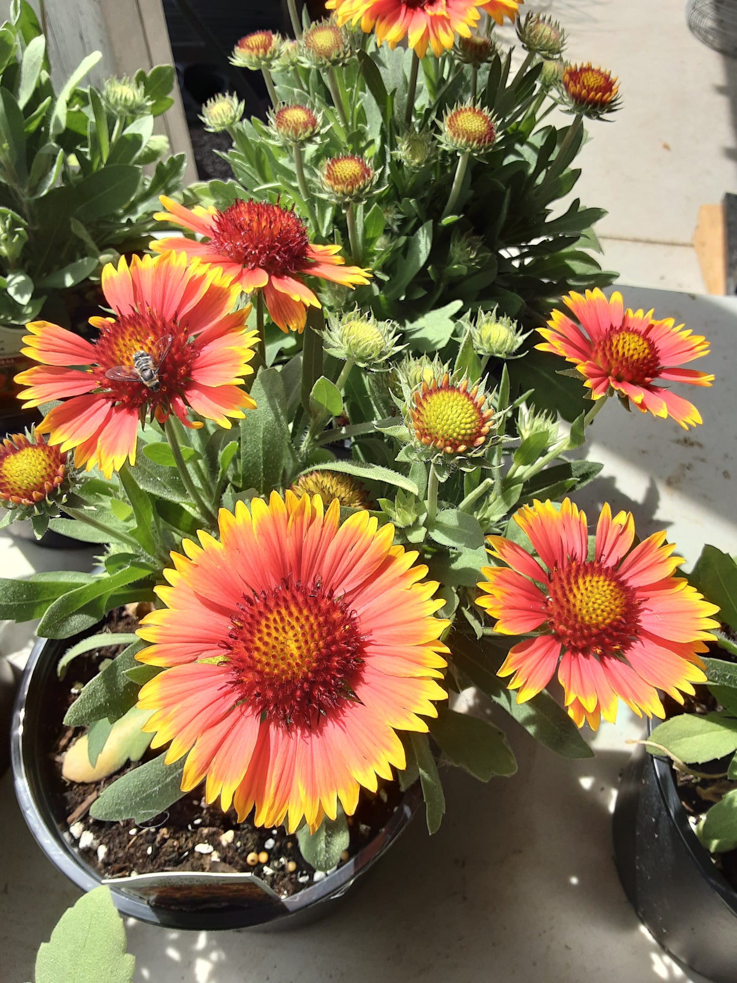 1 Gal Blanket Flower 'Gaillardia'