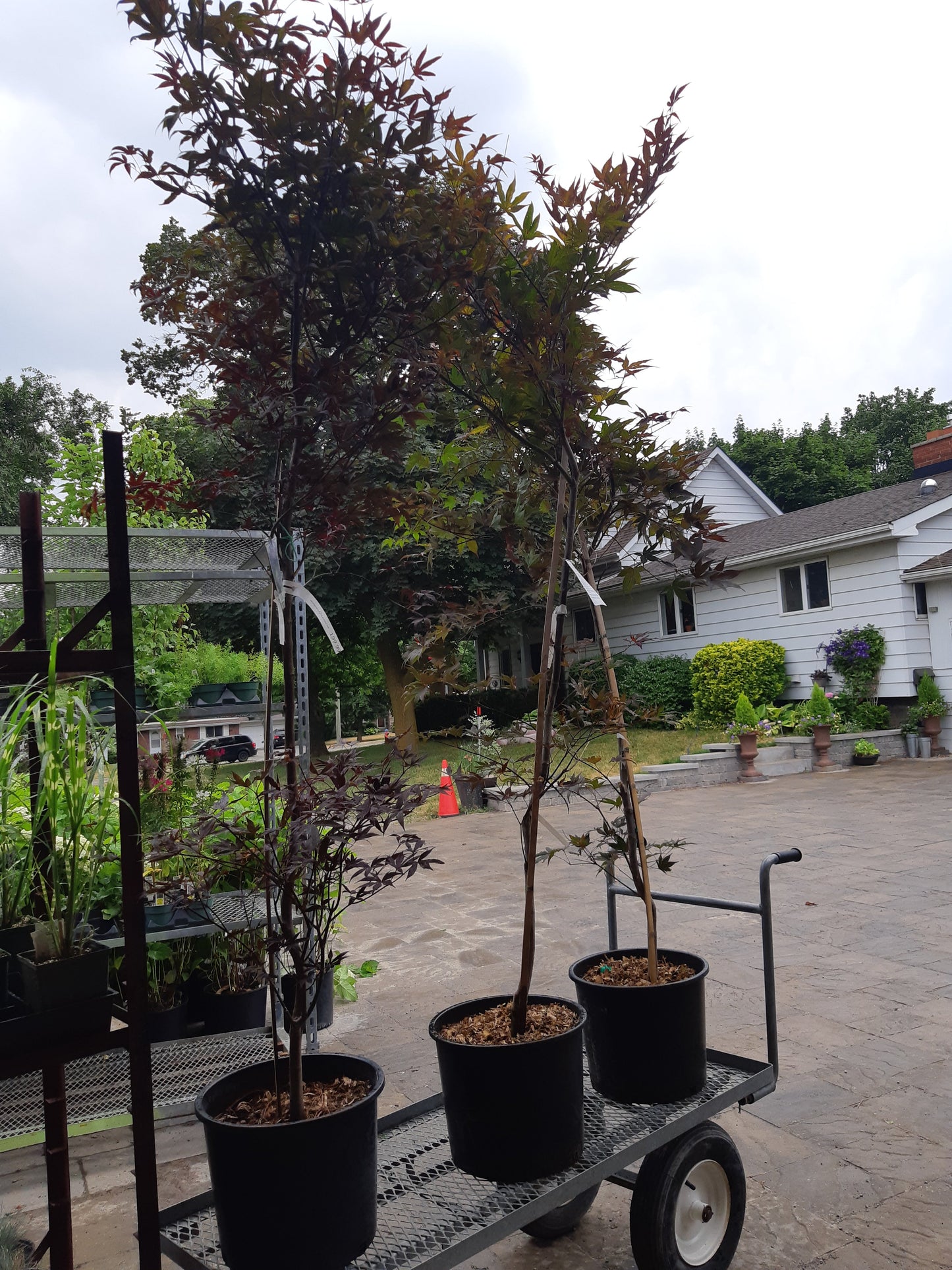 Japanese Maple Emperor 1