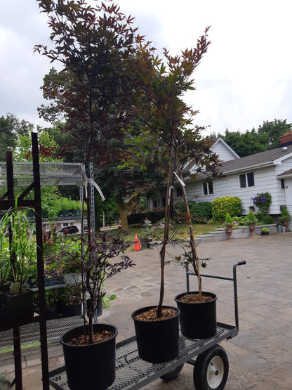 Japanese Maple Emperor 1