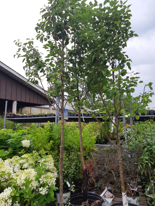 Chanticleer Ornamental Pear