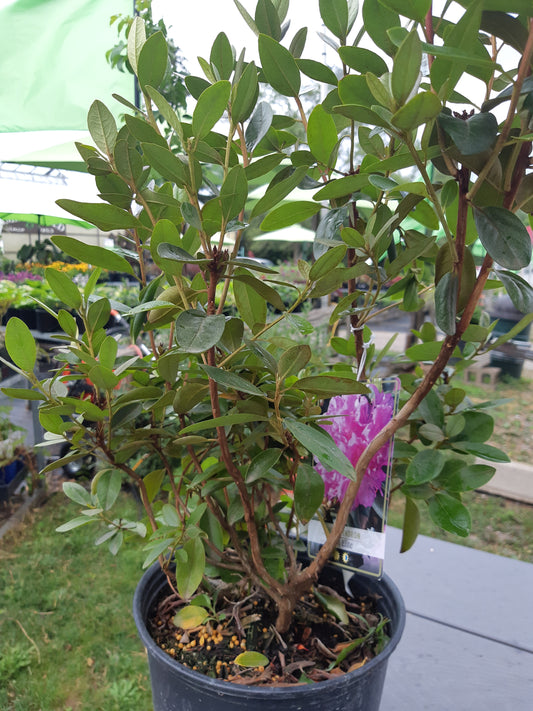 Rhododendron PJM Elite