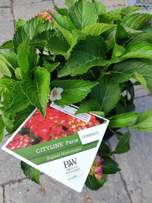 Cityline Paris Hydrangea