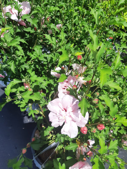 Rose Of Sharon
