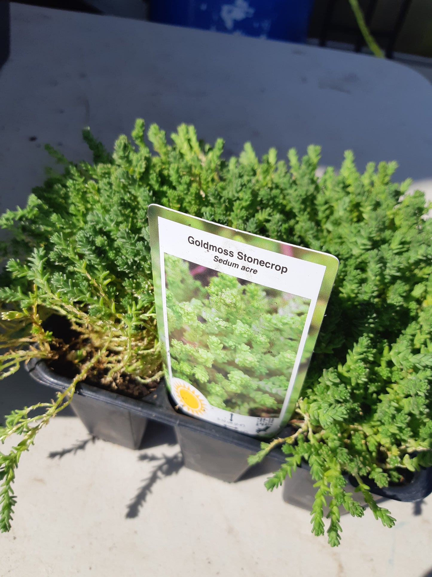 6 pack Sedum (Stonecrop)