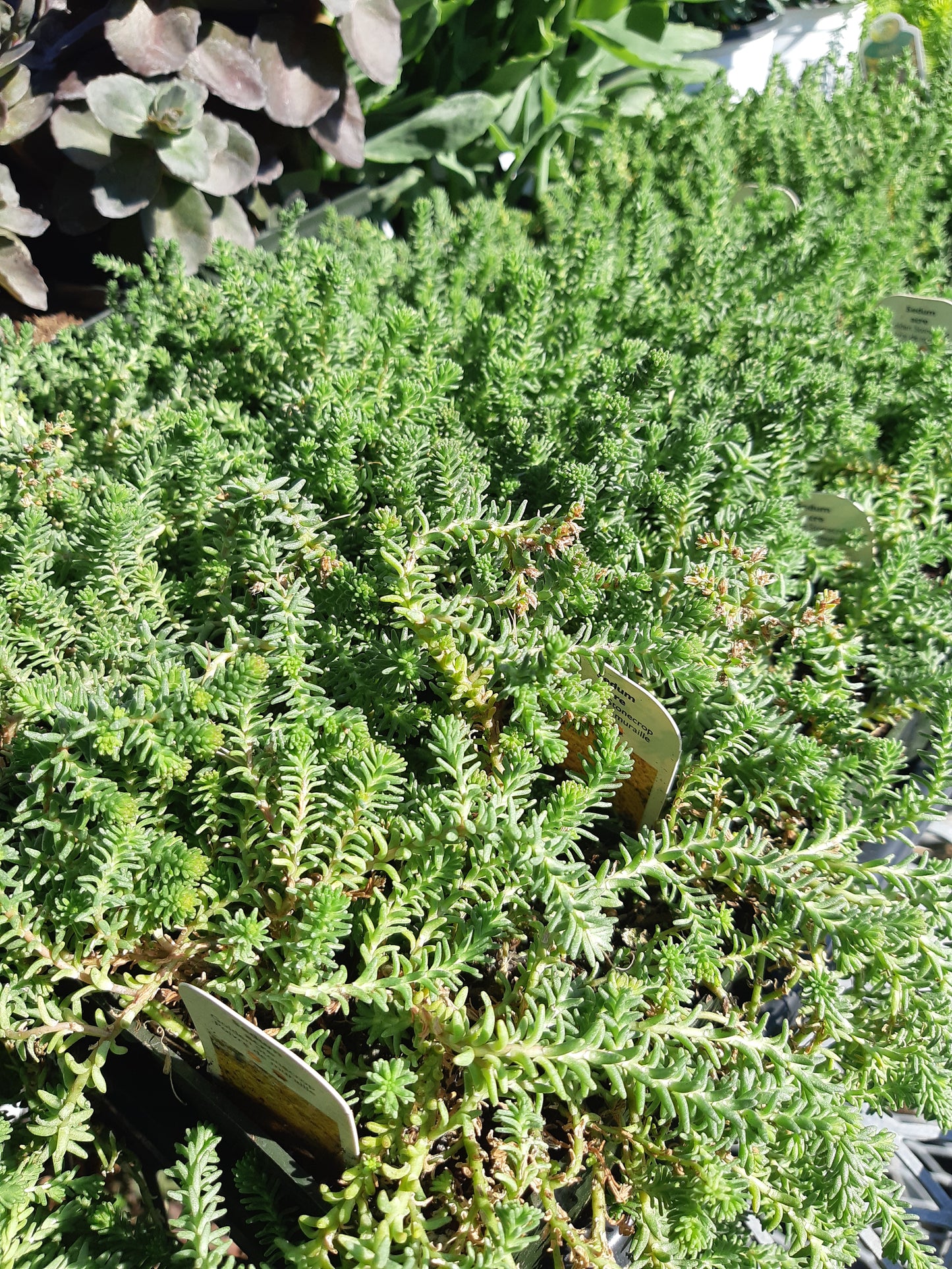 4" Sedum (Stonecrop)