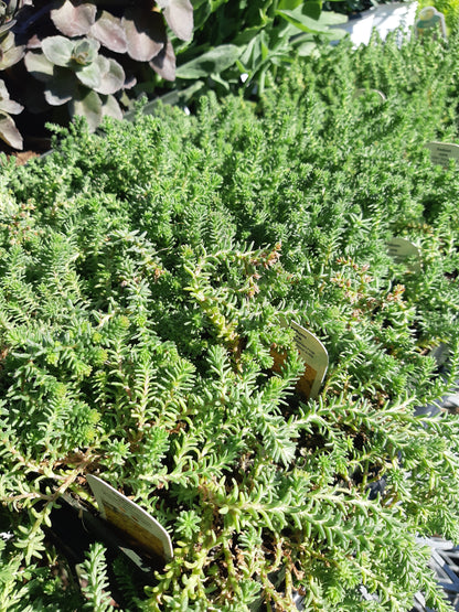 4" Sedum (Stonecrop)