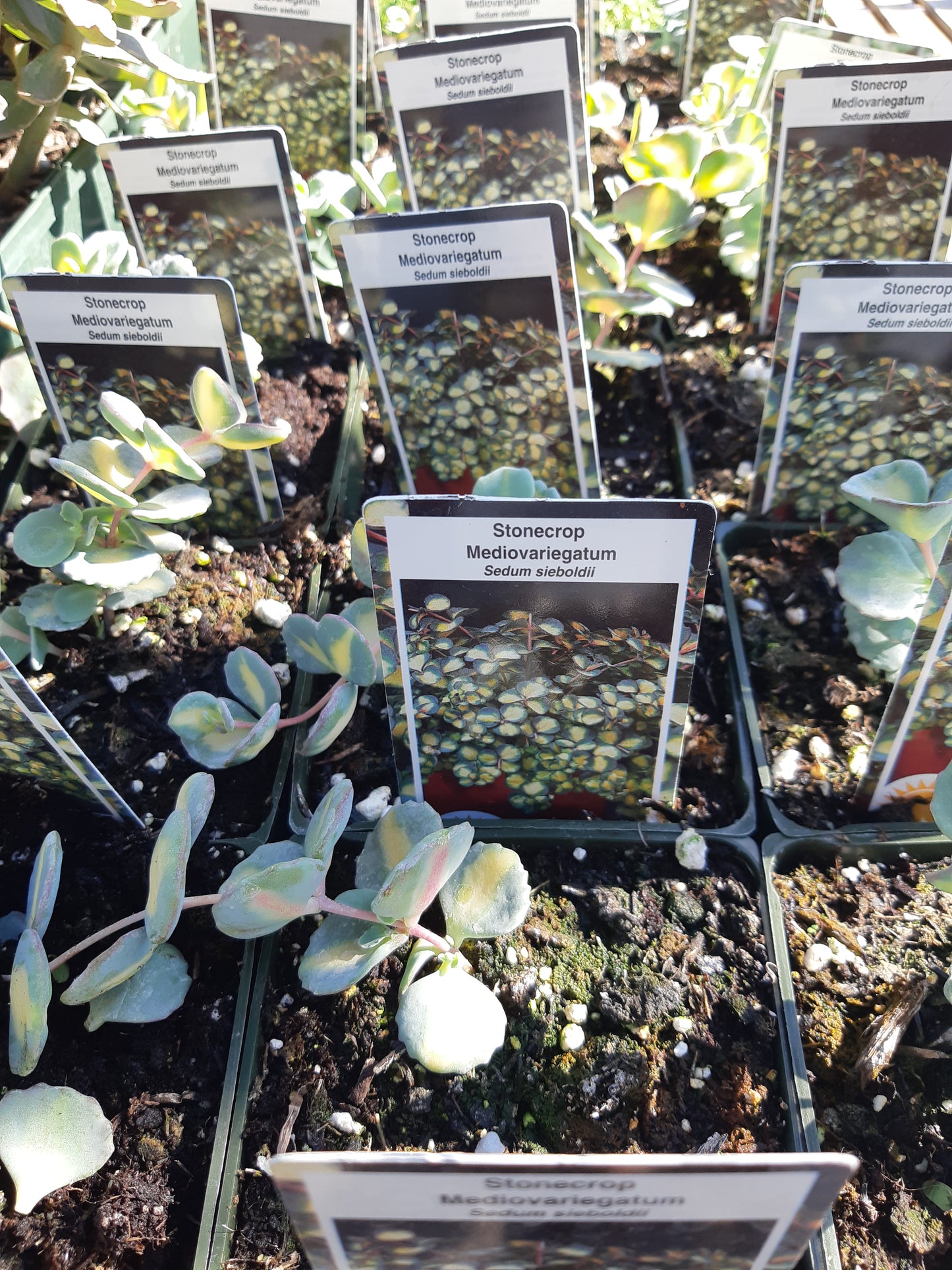 4" Sedum (Stonecrop)