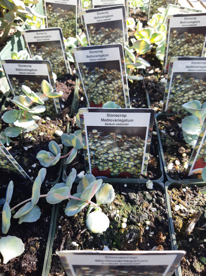 4" Sedum (Stonecrop)