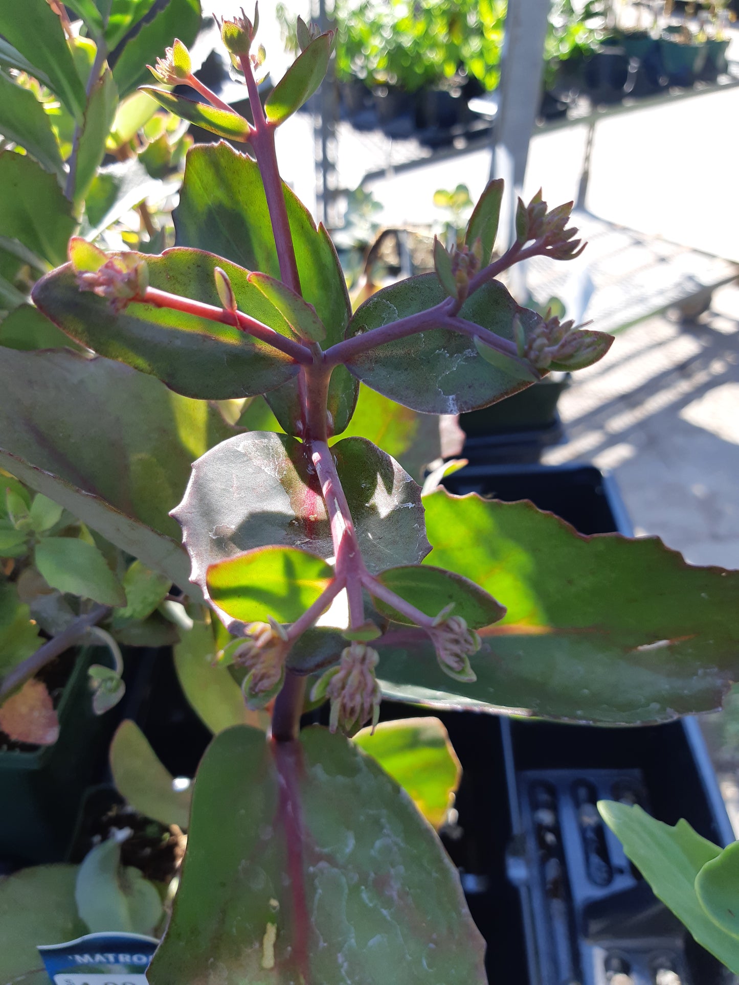 4" Sedum (Stonecrop)