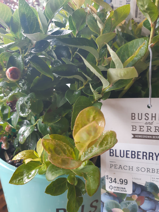 Blueberries by 'Bushel & Berry'