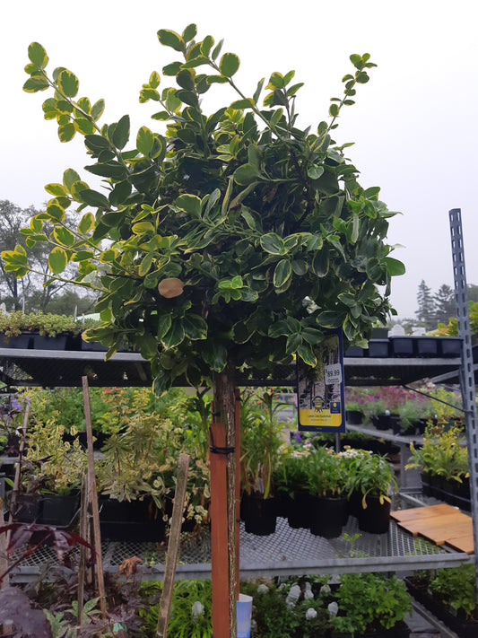 Euonymous Standard 'Lemon Lime'