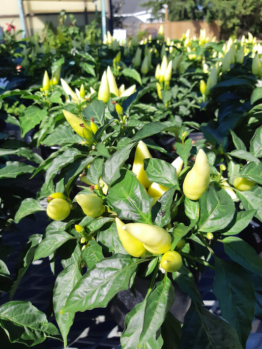 6" Ornamental Pepper