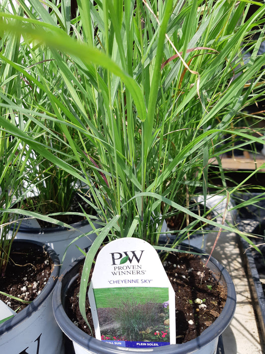 1 Gal Panicum Virgatum 'Cheyenne Sky'