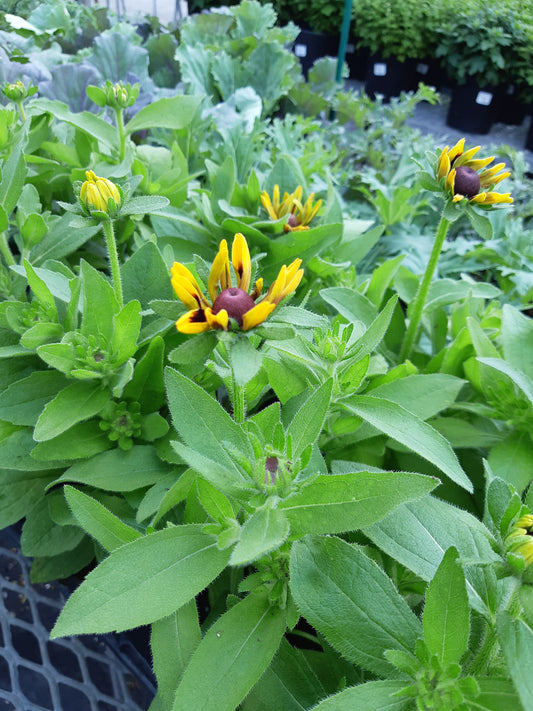 4.5" Rudbeckia