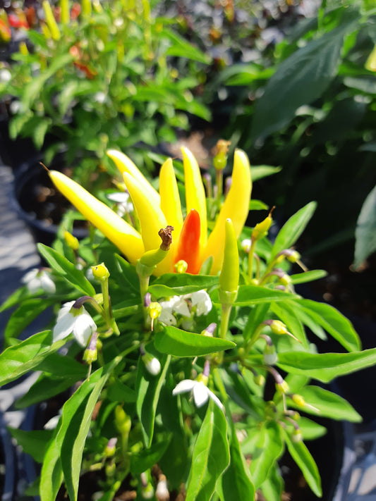 4.5" Ornamental Pepper