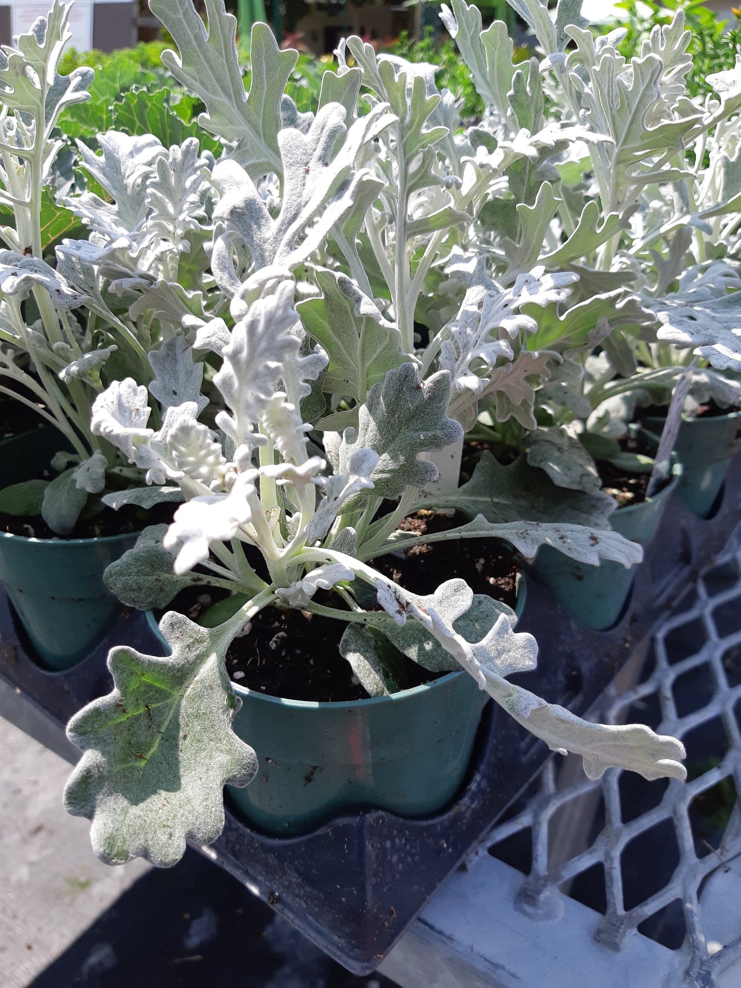 4" Dusty Miller
