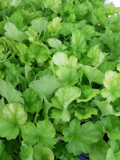 4.5" Heuchera (Coral Bells)
