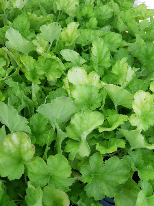 4.5" Heuchera (Coral Bells)