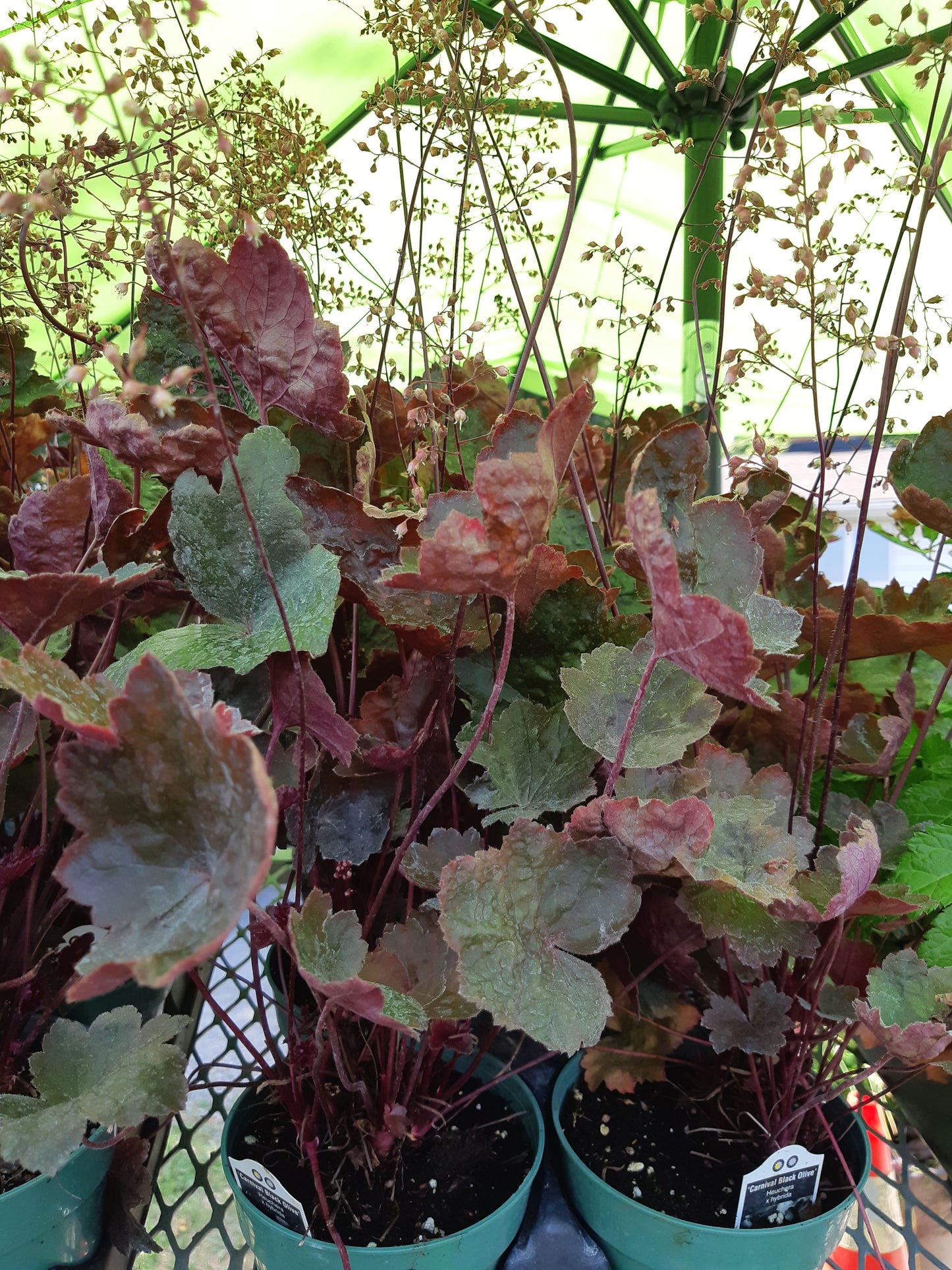 4.5" Heuchera (Coral Bells)