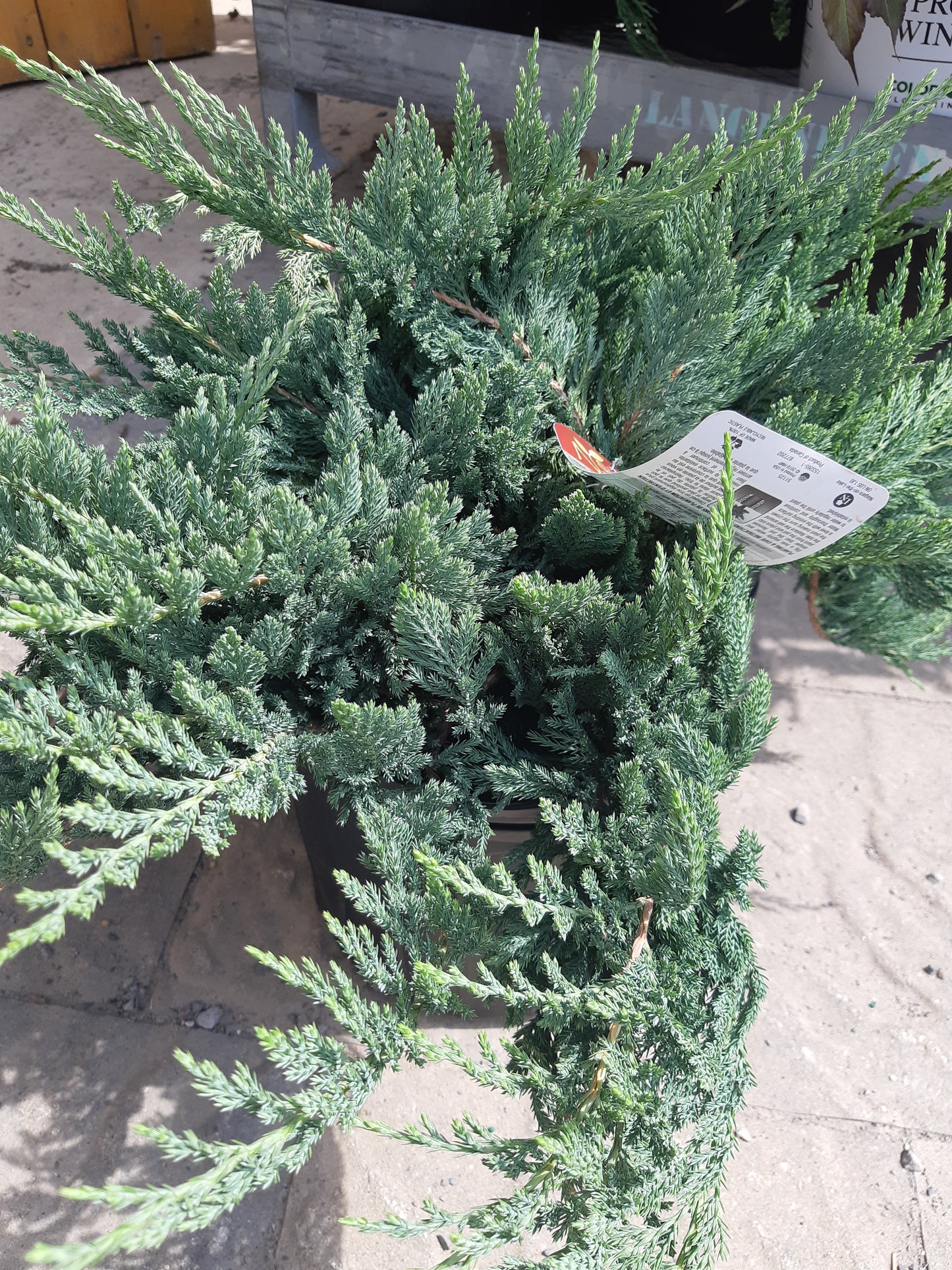 Blue Chip Juniper 3 Gal